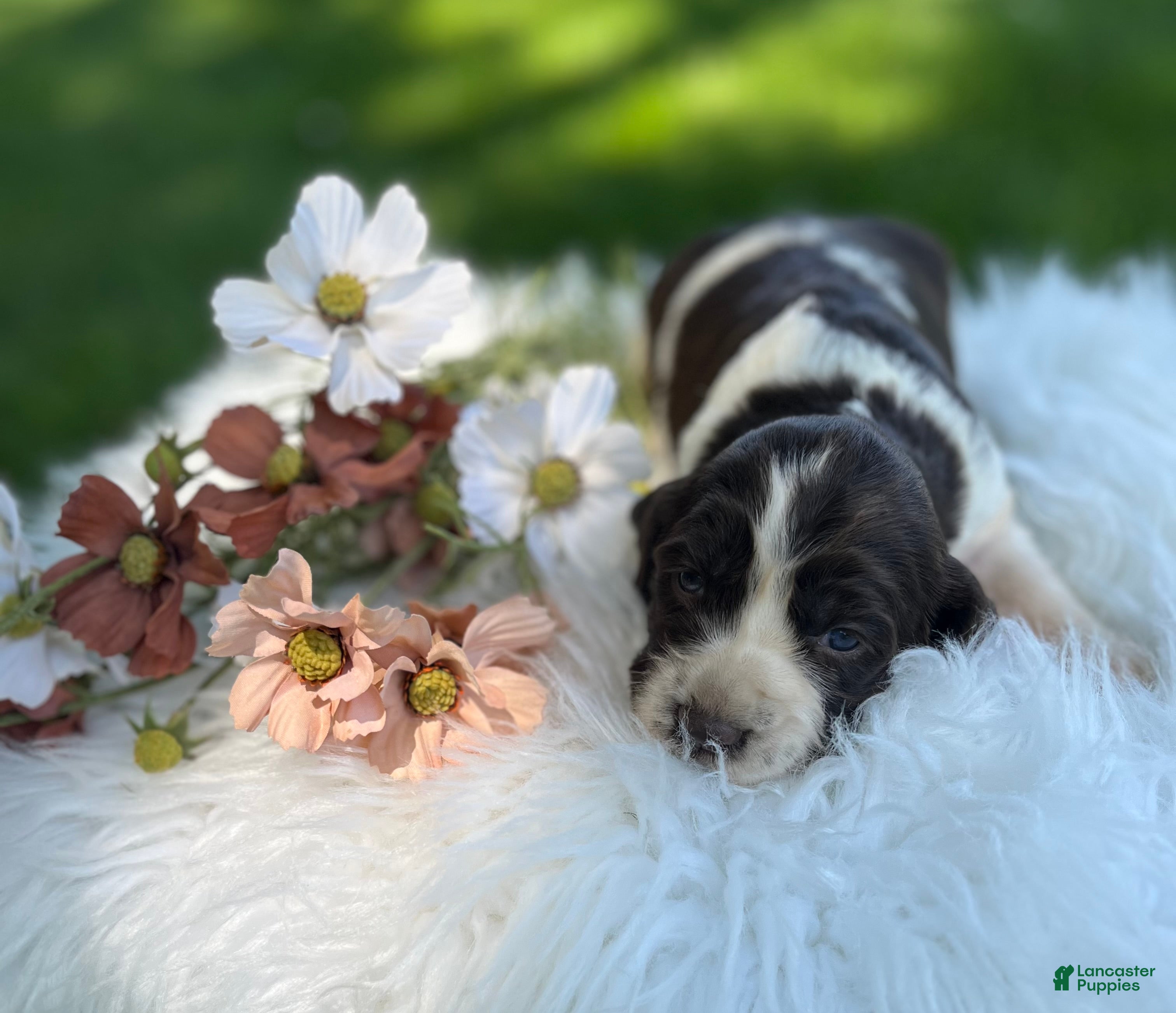 English Springer Spaniel dogs Daphne - Ad 1