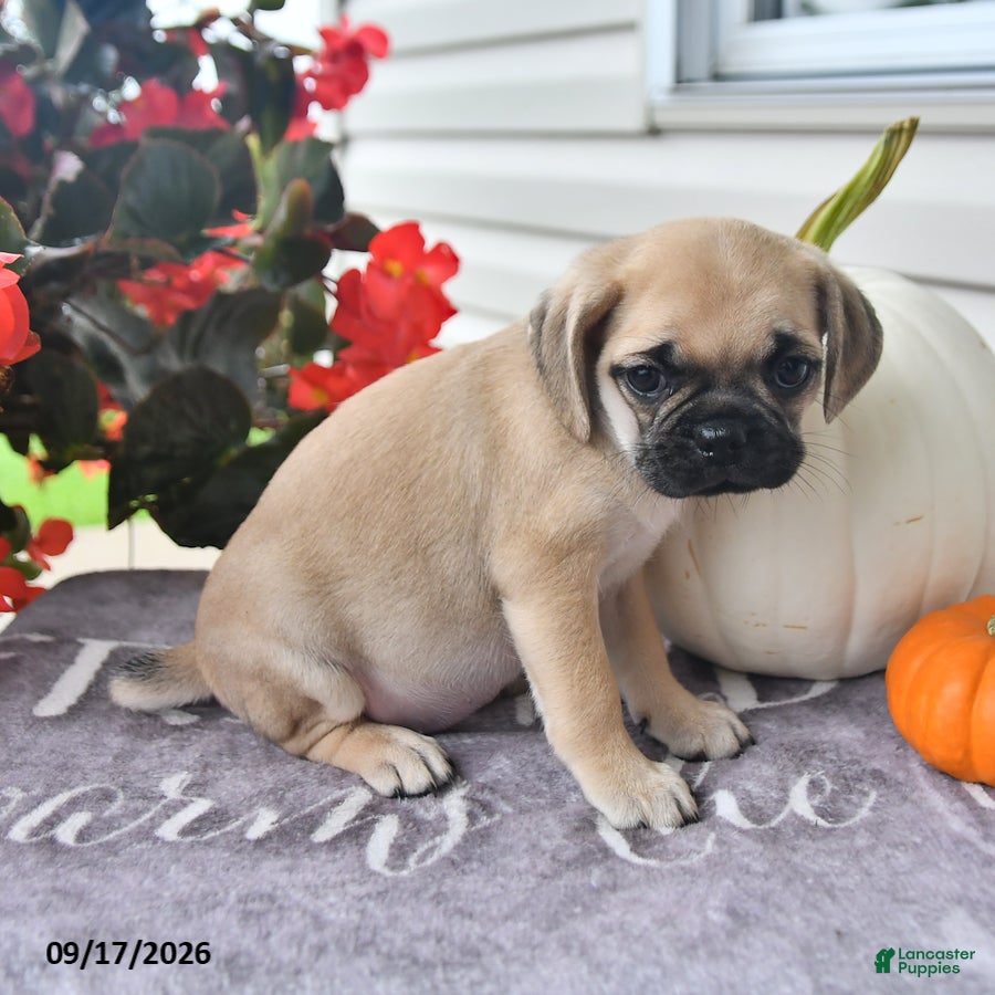 Puggle dogs Dusty - Ad 2