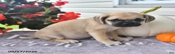 Puggle dogs for sale: Dusty - Ad 2
