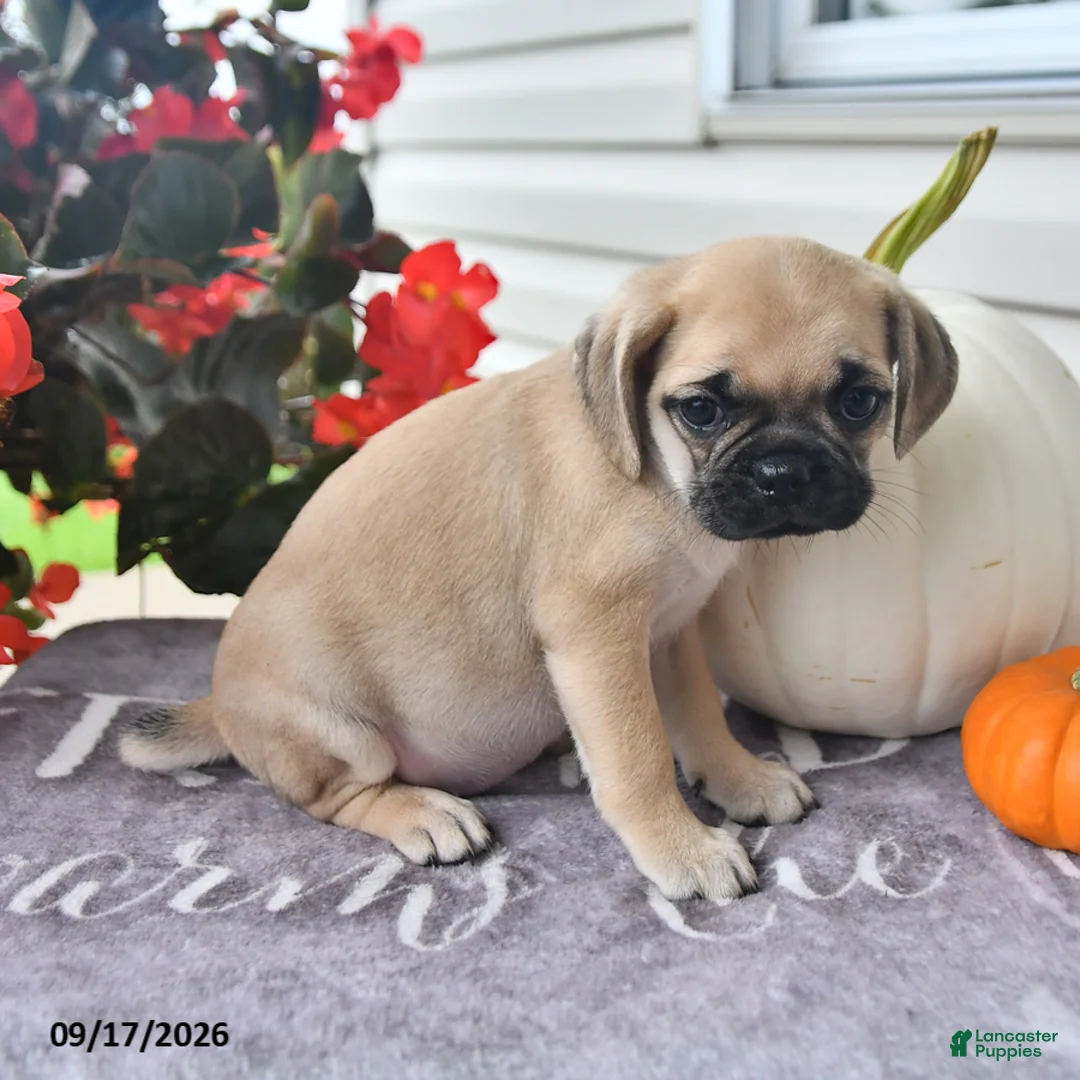 Puggle dogs for sale: Dusty - Ad 2
