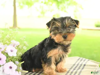 Yorkshire Terrier dogs for sale: Charlie - Ad 2
