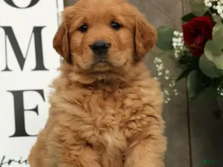 Golden Retriever dogs for sale: Austin - Ad 1