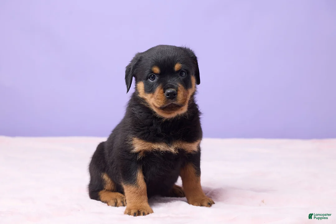 Rottweiler dogs for sale: Isla - Ad 3
