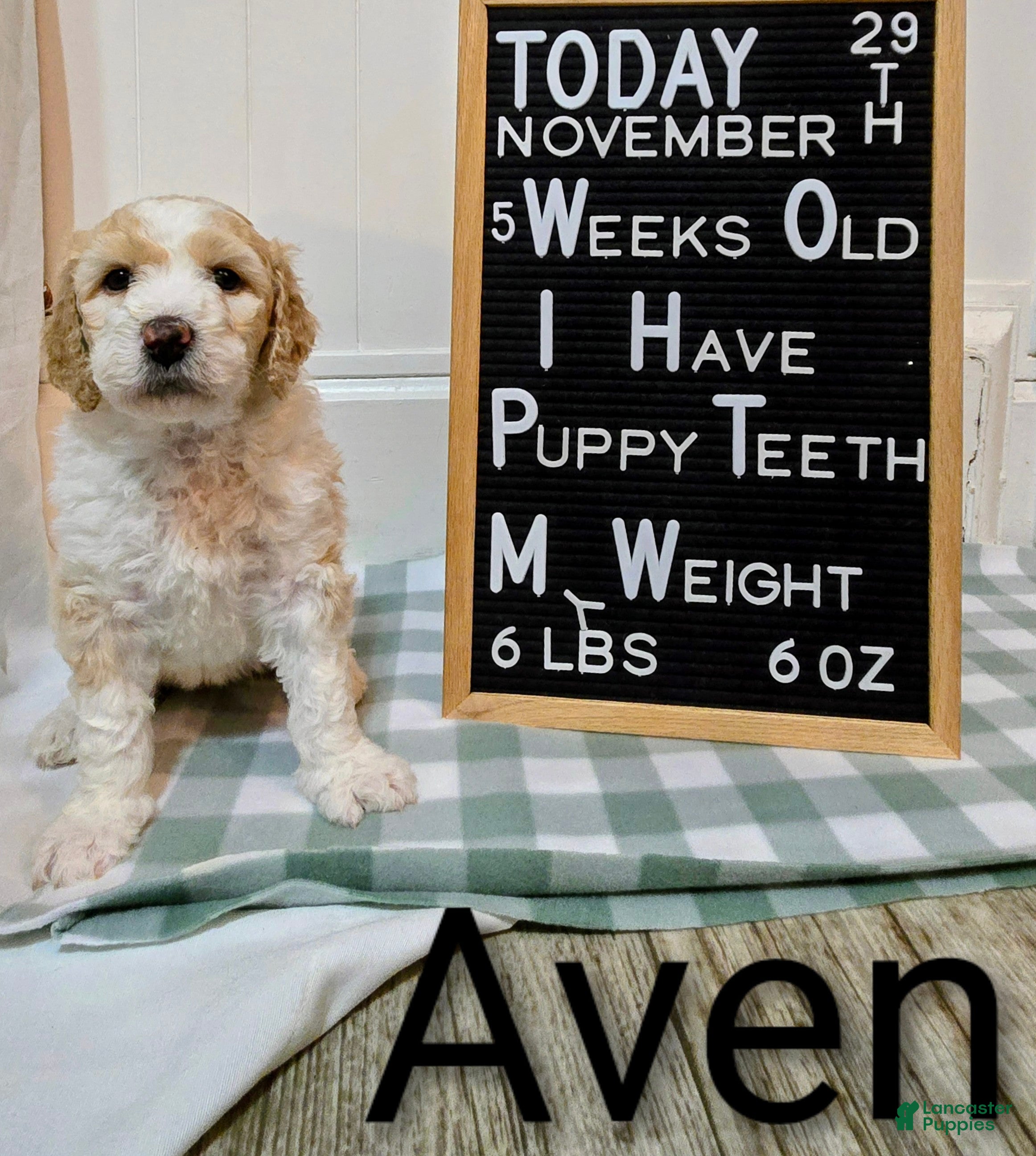 Mixed Breed dogs Aven - Ad 20