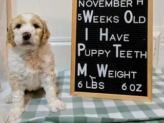 Mixed Breed dogs Aven - Ad 25