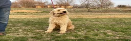Mini Goldendoodle dogs for sale: Mini Goldendoodle 8 - Ad 4