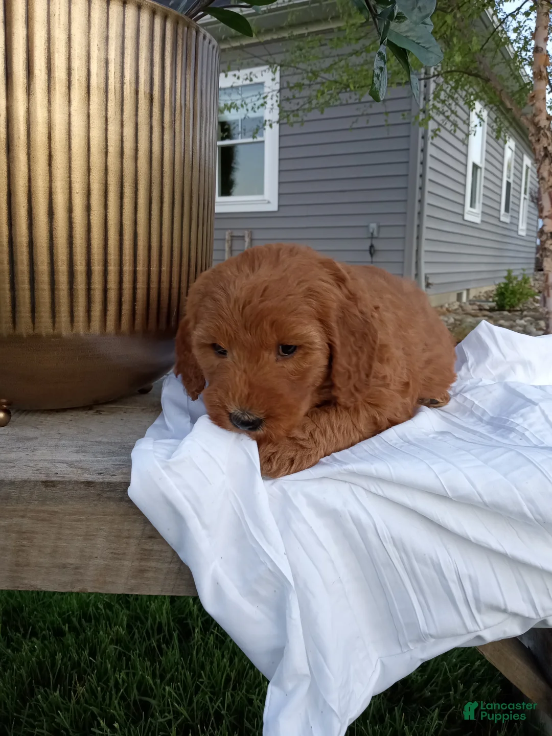 Mini Goldendoodle dogs for sale: Claire F1b - Ad 8