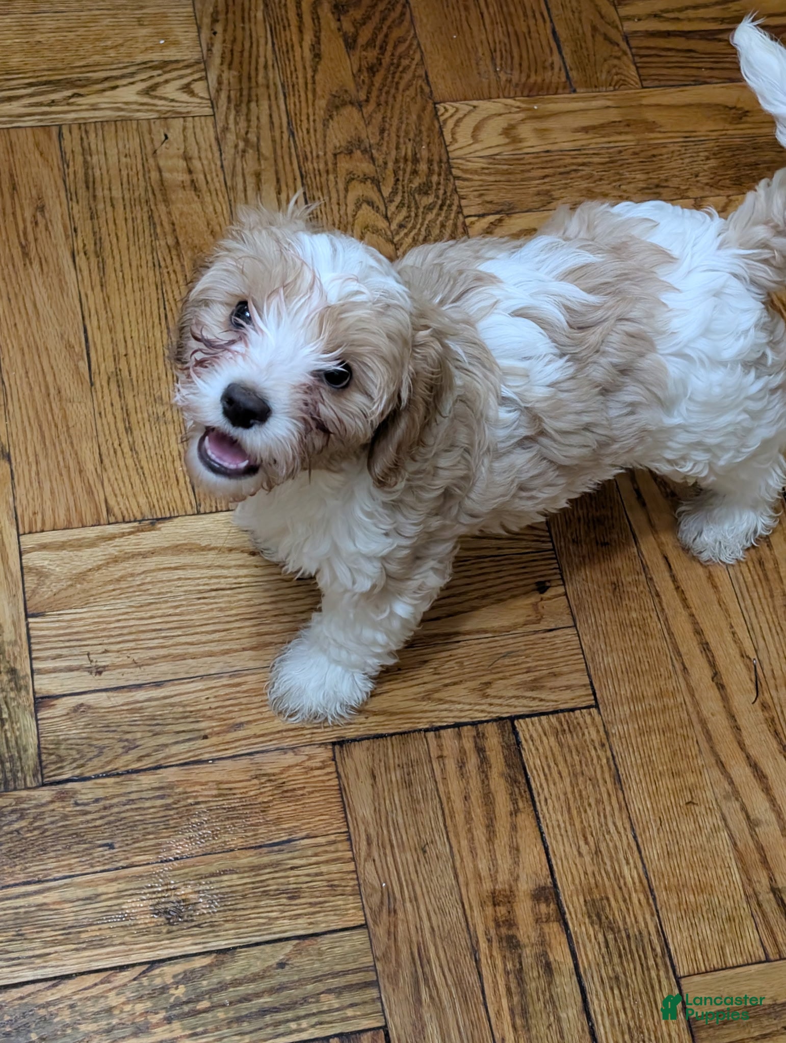 Cavapoo dogs Cavapoo Puppy 1 - Ad 10