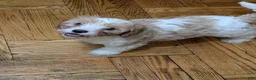 Cavapoo dogs for sale: Cavapoo Puppy 1 - Ad 1