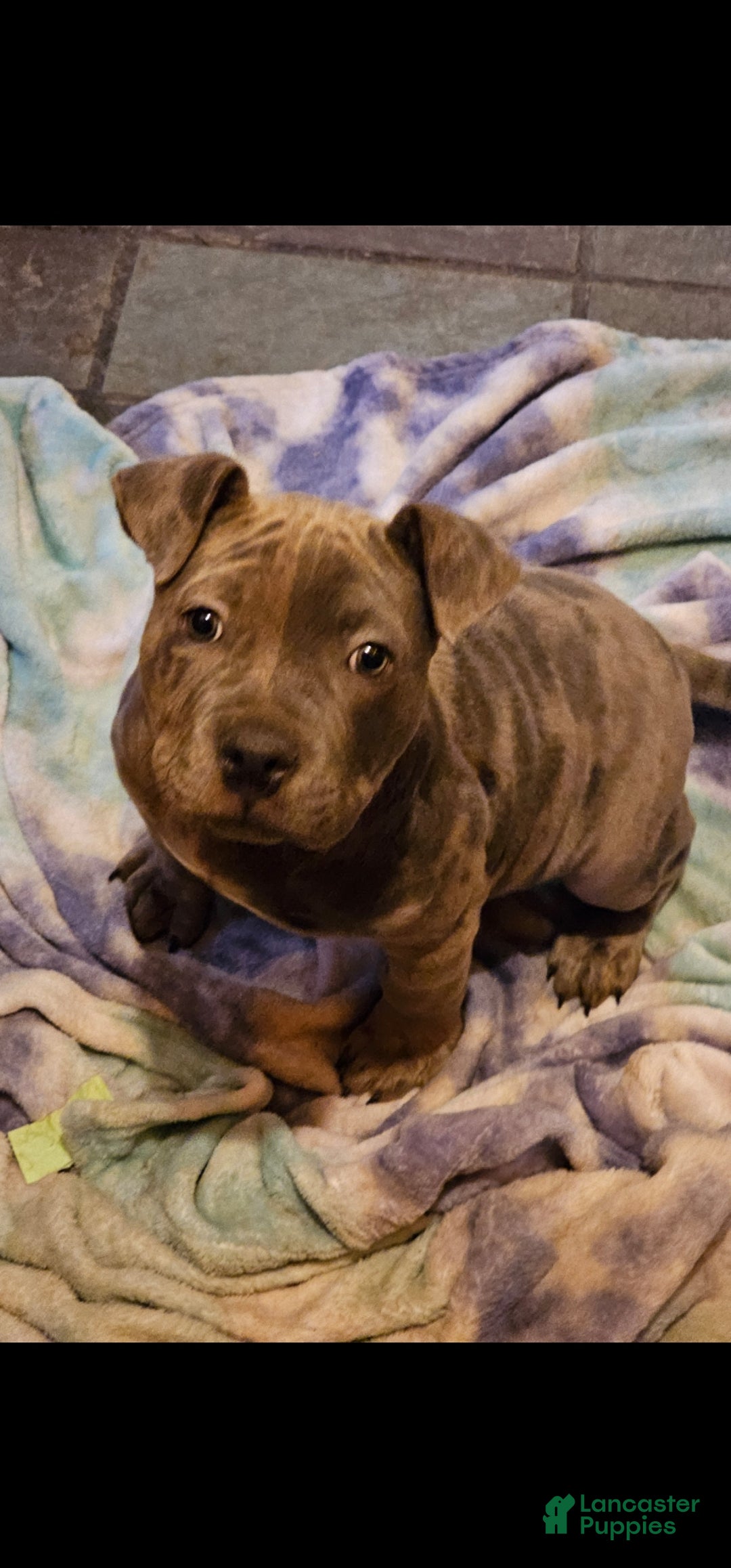 American Bully dogs for sale: American Bully Puppy 1 - Ad 5