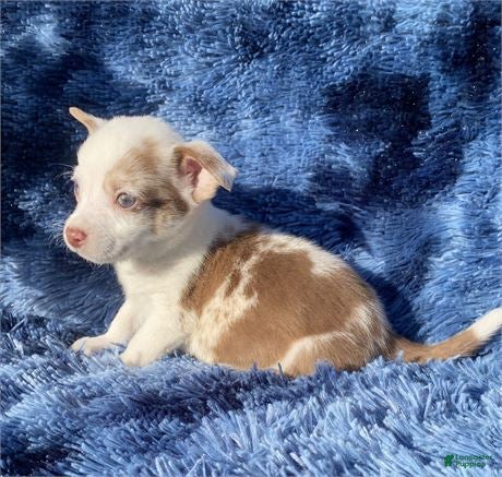 Chihuahua dogs Chihuahua Puppy 1 - Ad 11