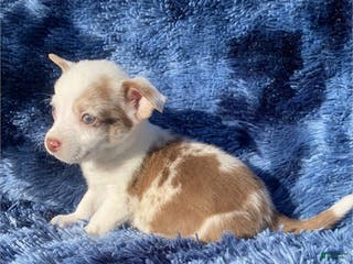 Chihuahua dogs Chihuahua Puppy 1 - Ad 13