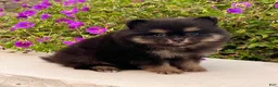 Pomeranian dogs for sale: Minnie - Ad 6