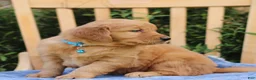 Mixed Breed dogs for sale: Sawyer  - Ad 2