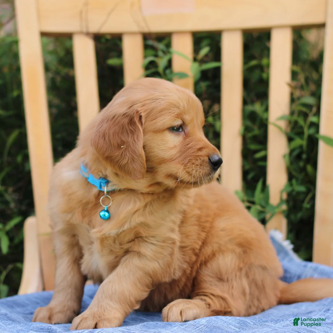 Mixed Breed dogs for sale: Sawyer  - Ad 2