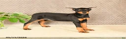 Doberman Pinscher dogs for sale: Harley - Ad 3
