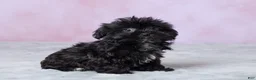 Shorkie dogs for sale: Abby - Ad 3