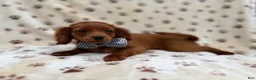 Cavapoo dogs for sale: Dax - Ad 3