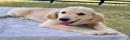 Golden Retriever dogs for sale: Westin - Ad 4