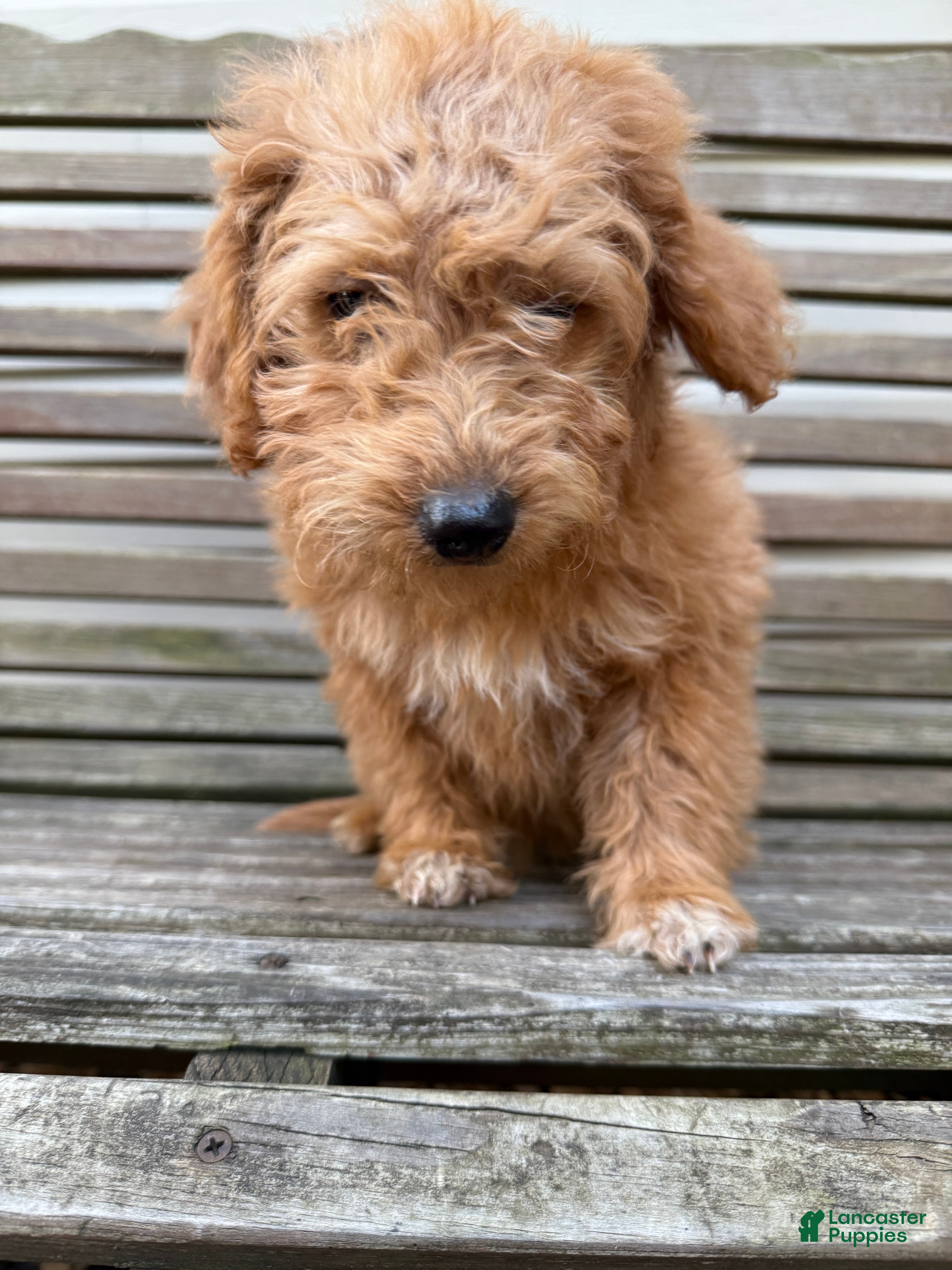 Eskipoo dogs Laurel - Ad 3