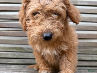 Eskipoo dogs Laurel - Ad 3