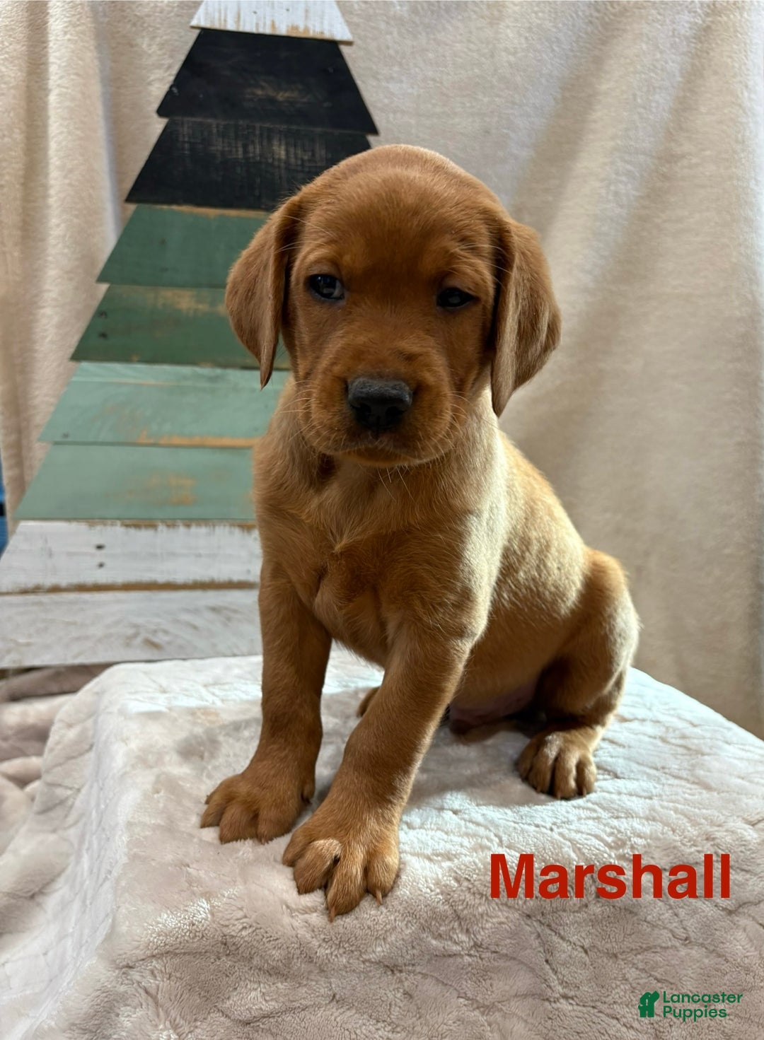 Labrador Retriever dogs for sale: Marshall - Ad 1