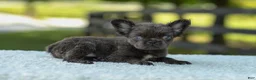 French Bulldog dogs for sale: Kate - Ad 12