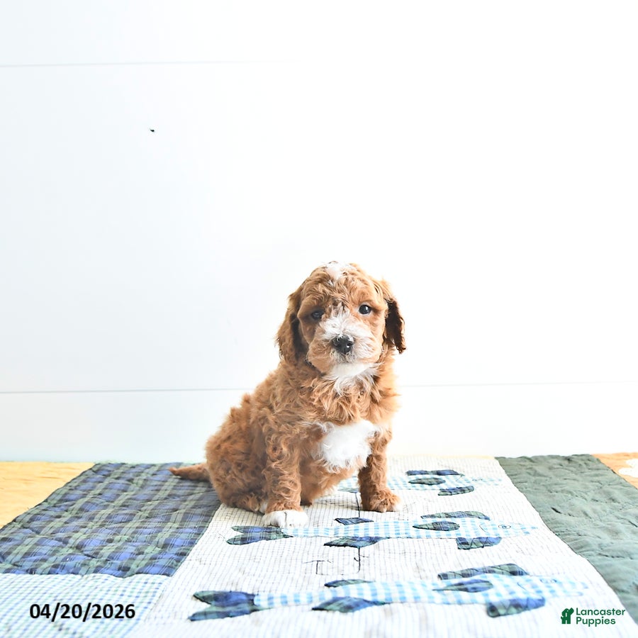 Mini Goldendoodle dogs Ethan - Ad 2