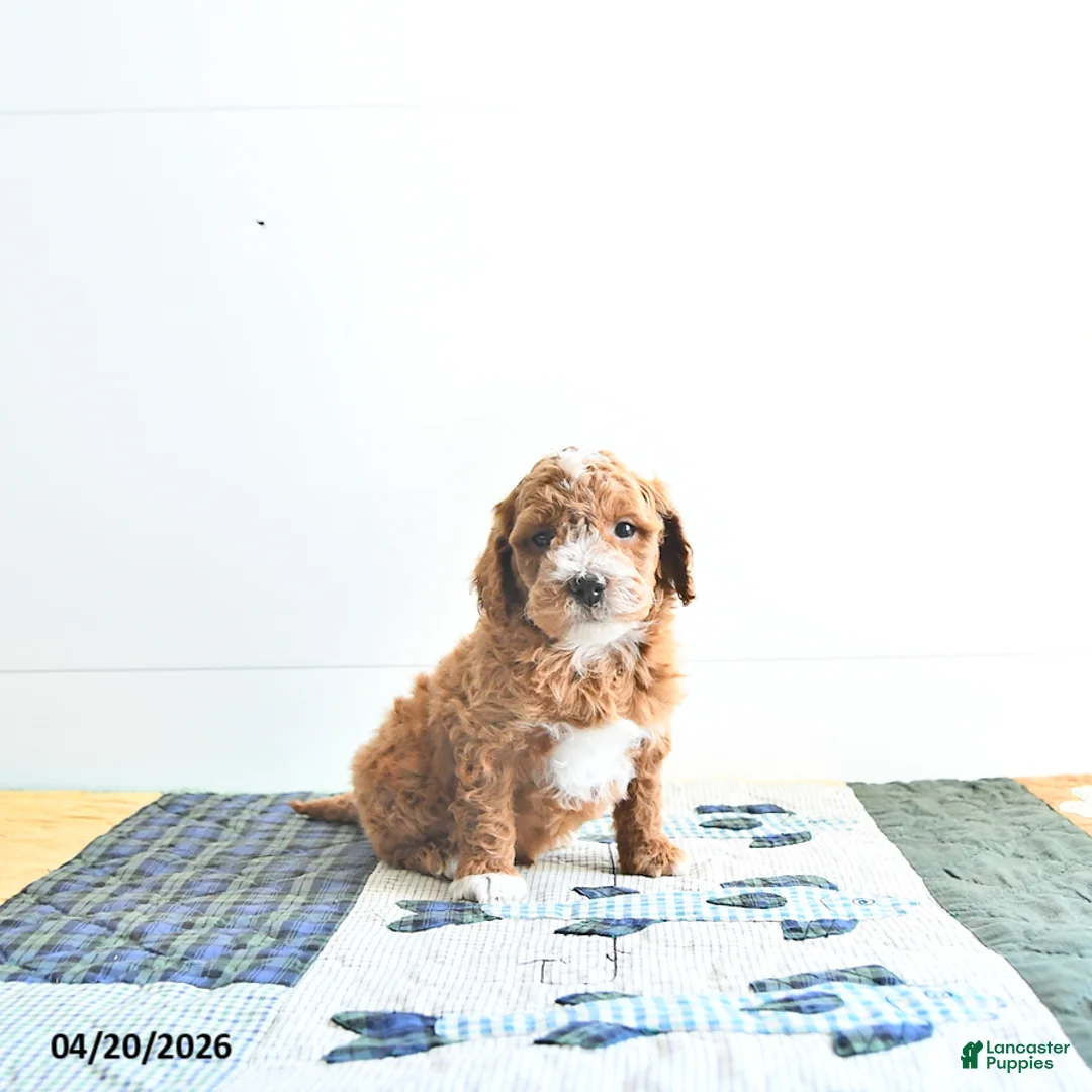 Mini Goldendoodle dogs for sale: Ethan - Ad 2