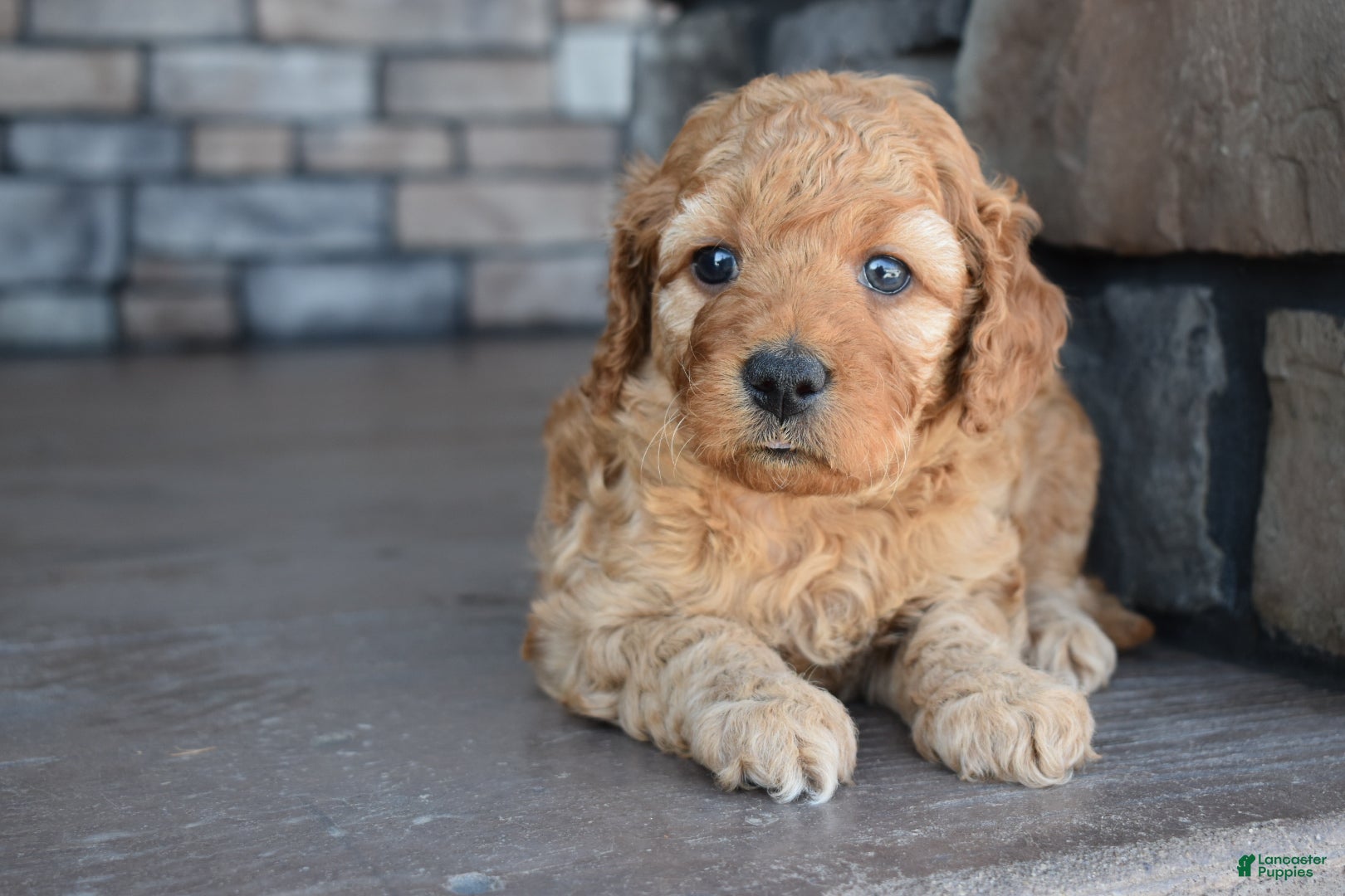 Mini Goldendoodle dogs Willow - Ad 2