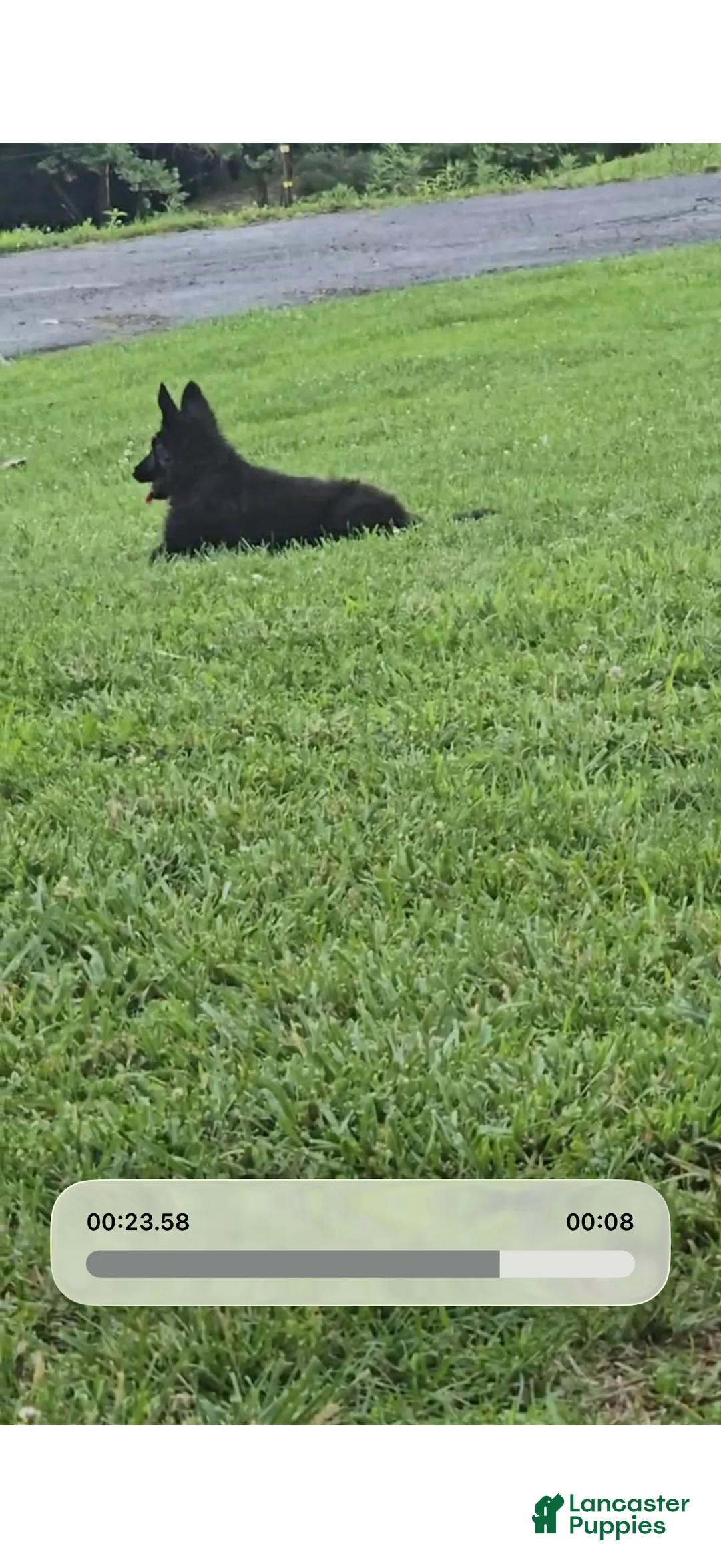 German Shepherd dogs for sale: German Shepherd 2 - Ad 1