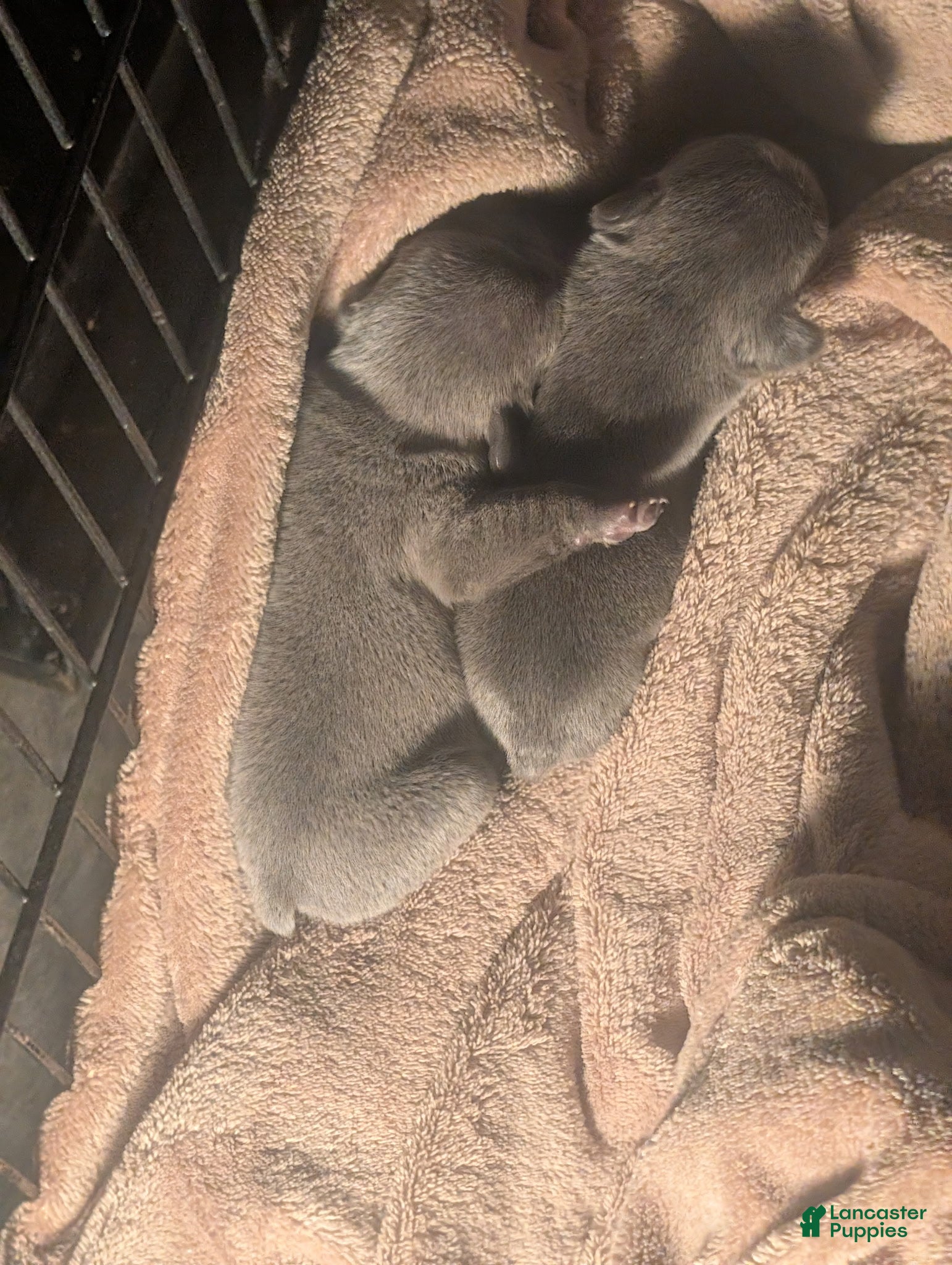 French Bulldog dogs French Bulldog 3 - Ad 6