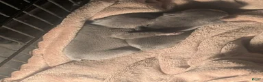 French Bulldog 3
