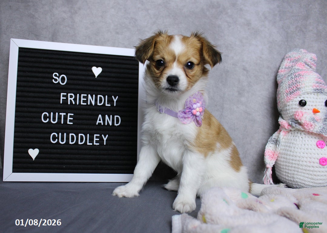 Papillon dogs for sale: Nelly - Ad 7
