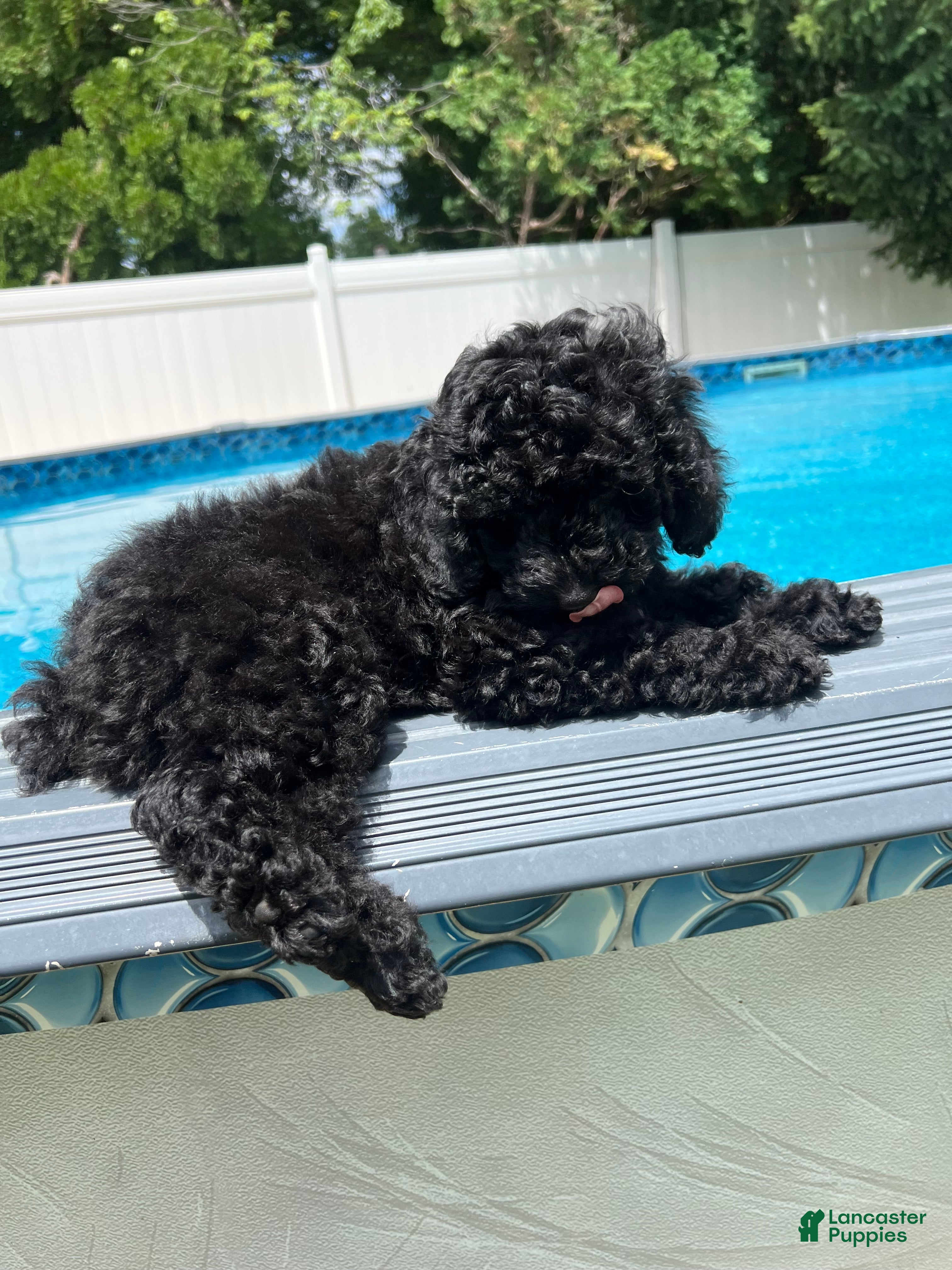 Miniature Poodle dogs Mario - Ad 2
