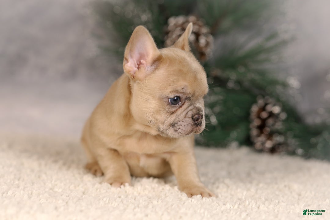 French Bulldog dogs for sale: Amy - Ad 3