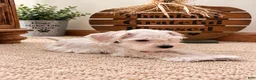 Miniature Schnauzer dogs for sale: Snow - Ad 3