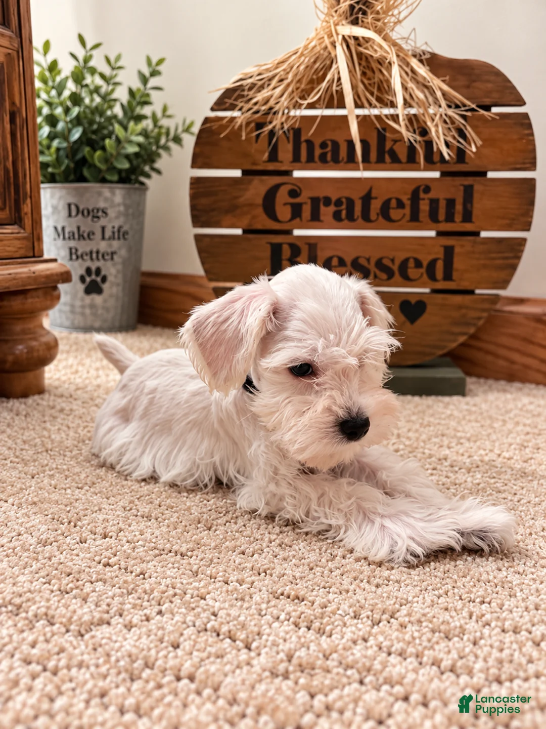 Miniature Schnauzer dogs for sale: Snow - Ad 3