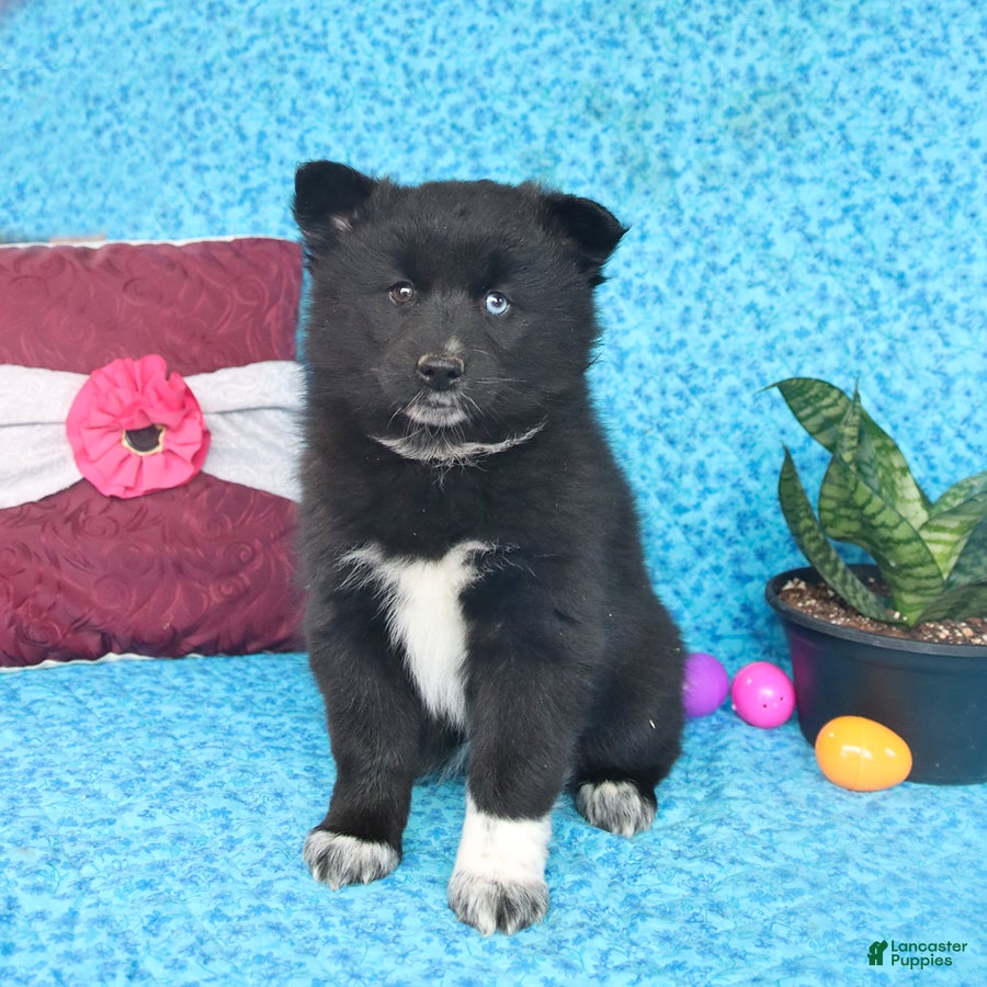 Pomsky dogs Willow - Ad 1