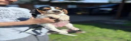Beagle dogs for sale: Buttercup  - Ad 14