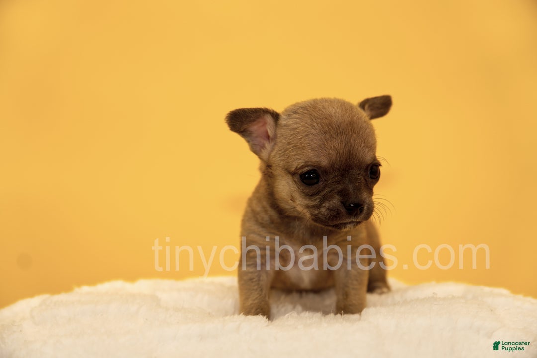 Chihuahua dogs for sale: Lily - Ad 4