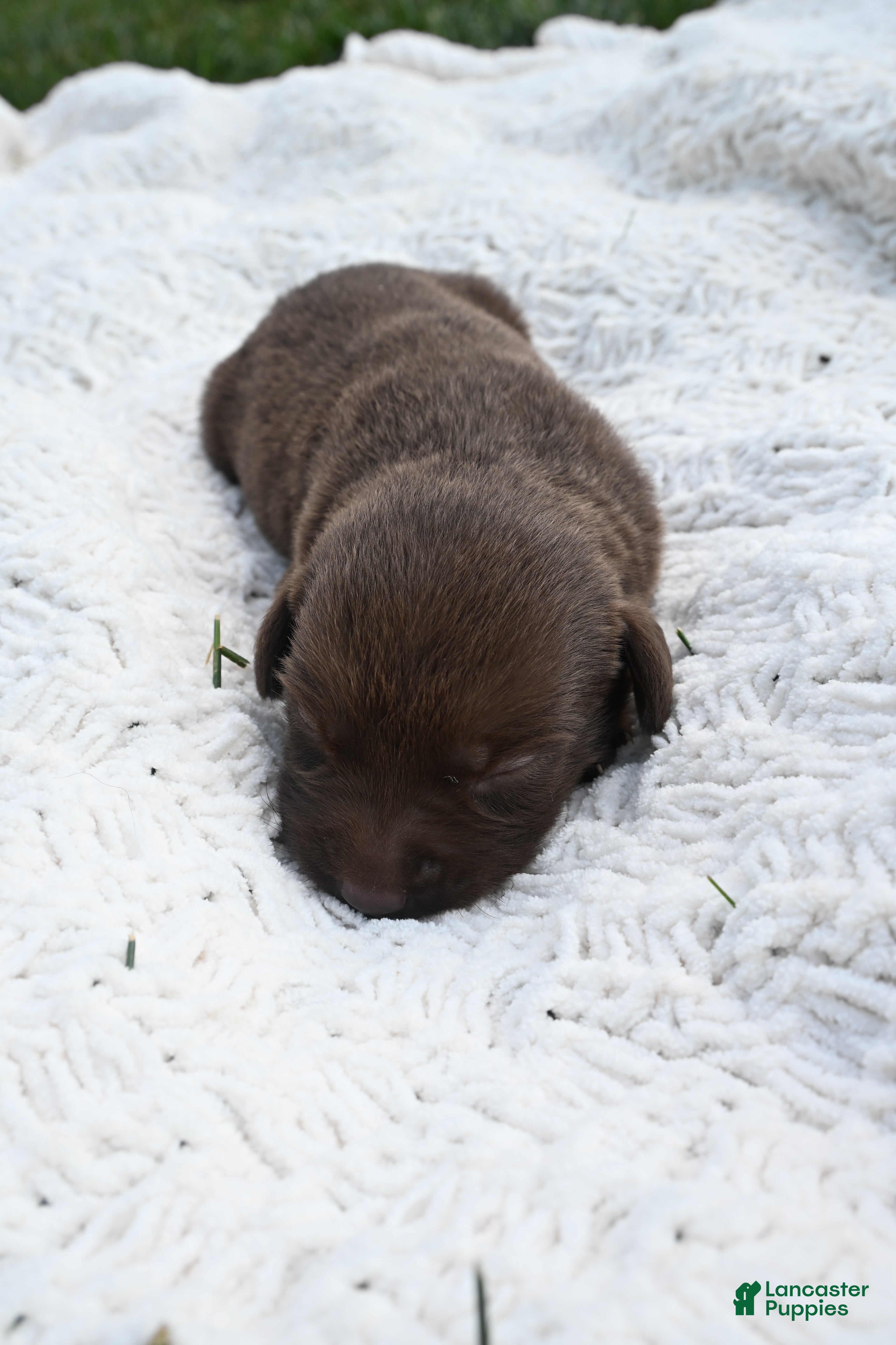 Labrador Retriever dogs Labrador Retriever 6 - Ad 1