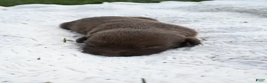 Labrador Retriever 6