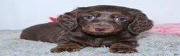 Miniature Dachshund dogs for sale: Jade - Ad 5