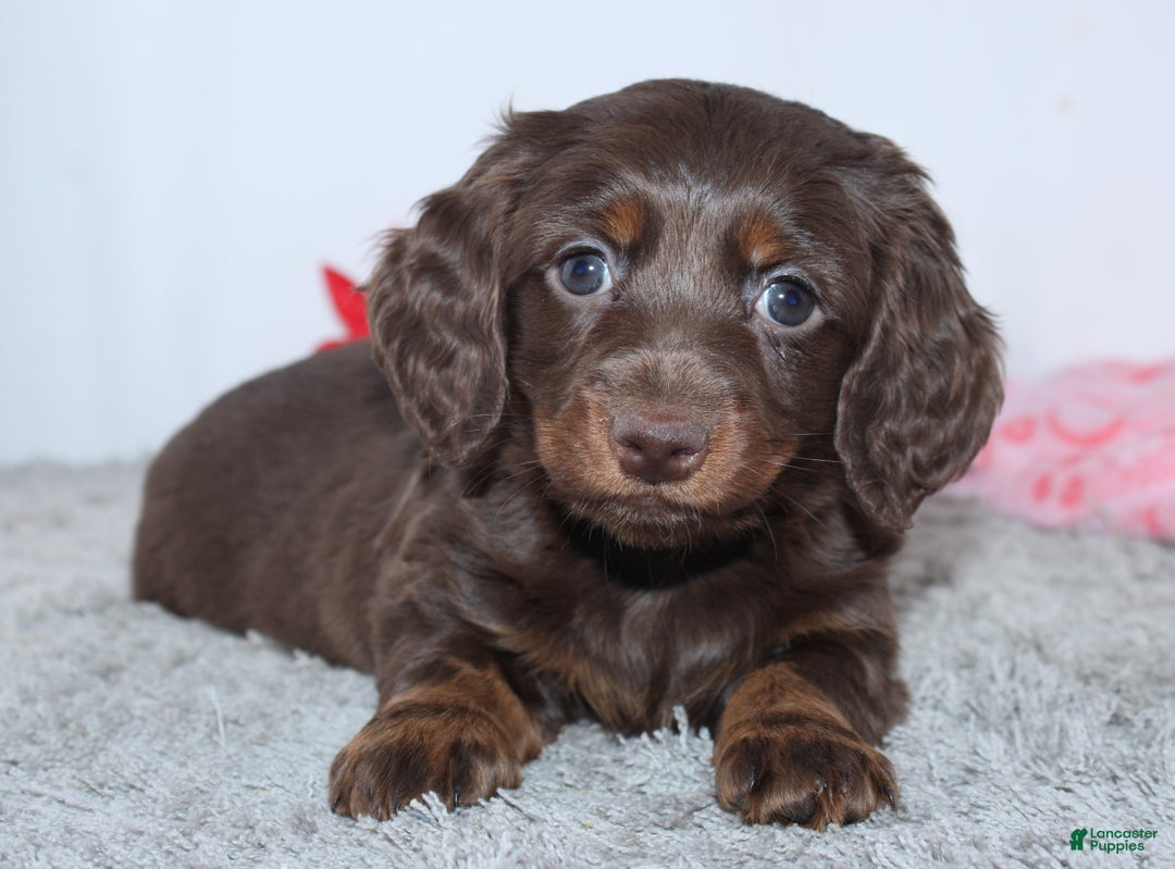 Miniature Dachshund dogs for sale: Jade - Ad 5