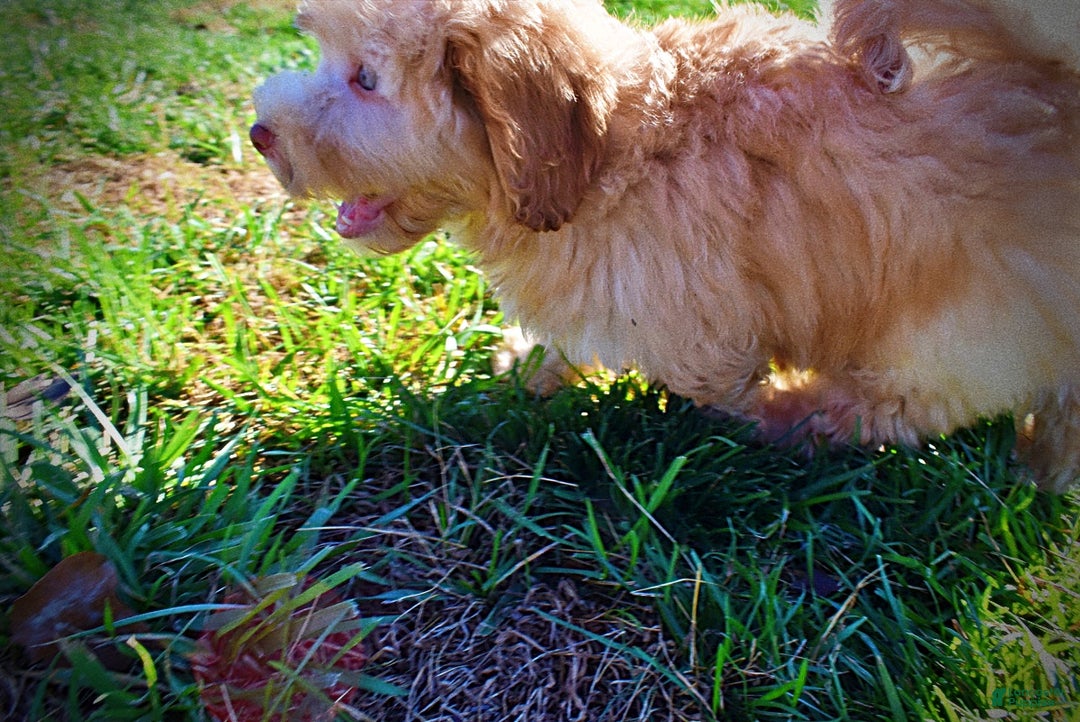 Havapoo dogs for sale: Ringo - Ad 9