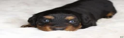 Miniature Dachshund dogs for sale: Puppy Lacy - Ad 4