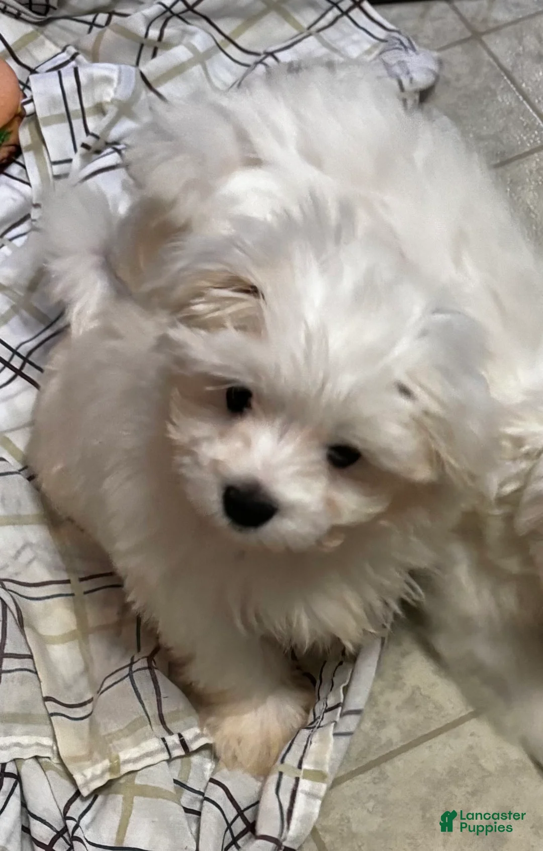 Maltese dogs for sale: Maltese 4 - Ad 2