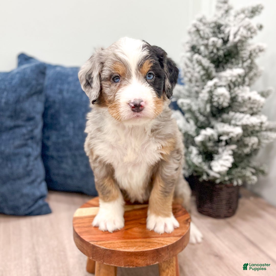 Mini Bernedoodle dogs for sale: Harley - Ad 3