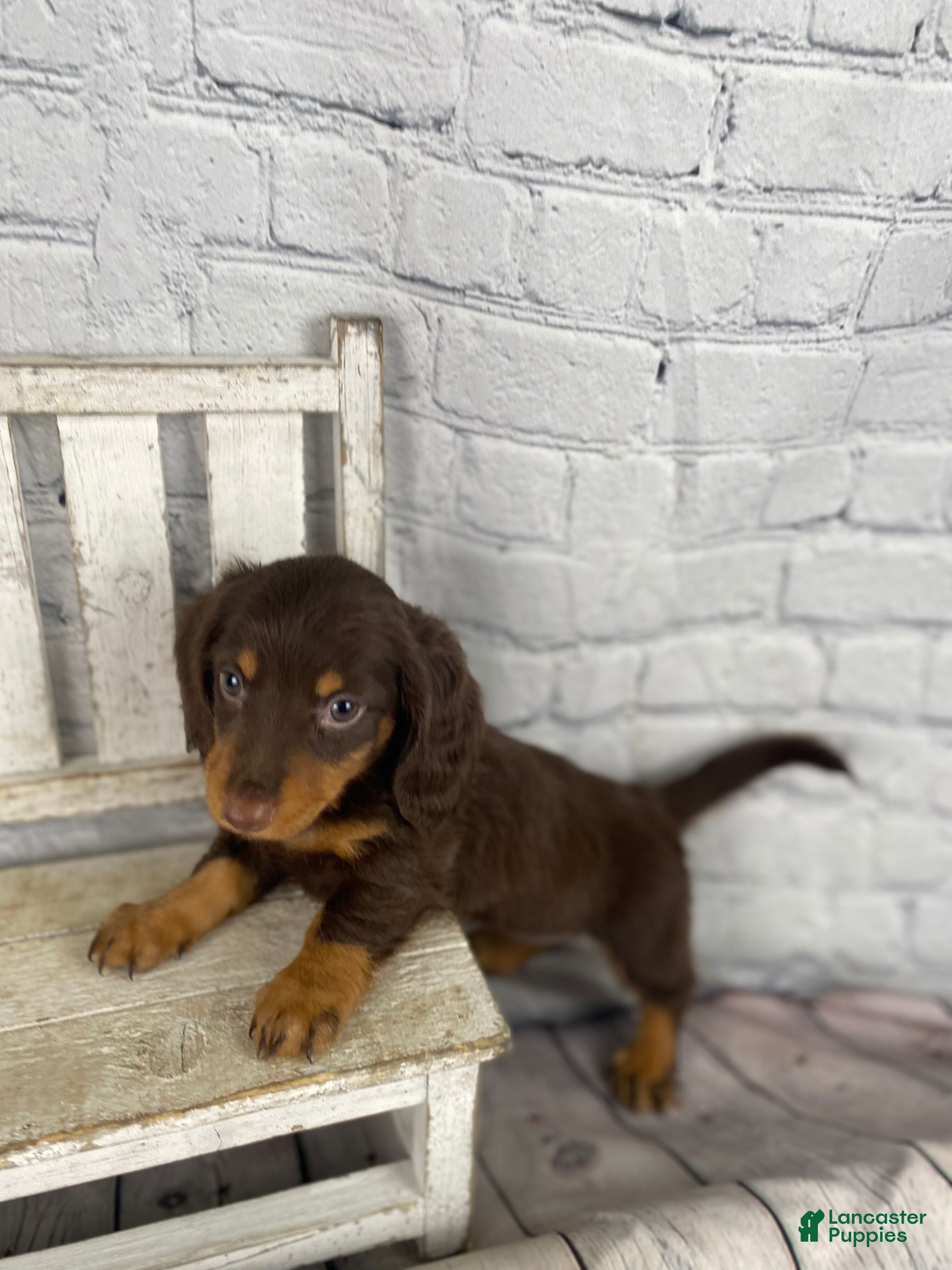 Miniature Dachshund dogs Bonnie - Ad 2